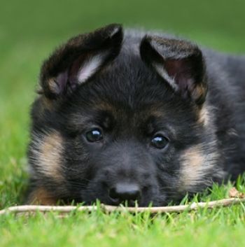 Ashvillebur Ushka at 6wks,Photo taken by K.Jackson Photography her loving lifetime  owner