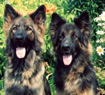 Kesyra Gypsi (Kiera) CD ex left & Cumnorhurst Imogen (Ginny)