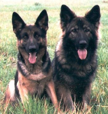 Ashvillebur Iteila & Kesyra Gypsi CDex